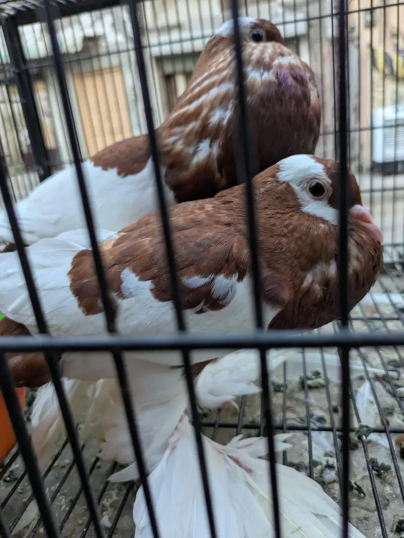Sentient cherry flower 1 breeder pair and 1 baby or gubara bi ha — photo 7