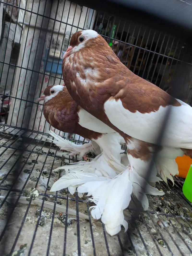 Sentient cherry flower 1 breeder pair and 1 baby or gubara bi ha — photo 8