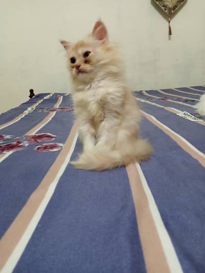 Persian Male Triple Coated Kitten for Sale