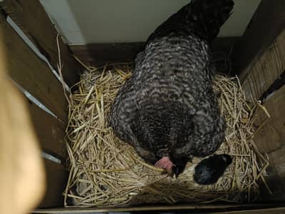 pure Desi hen with chicks