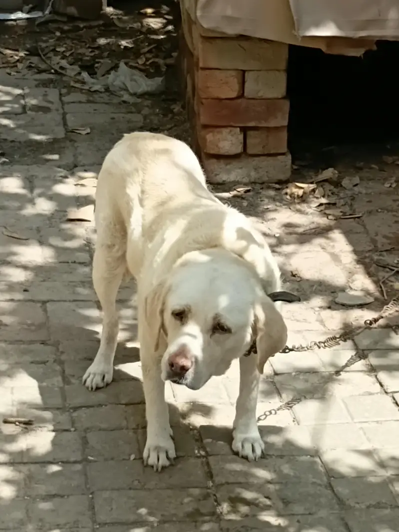 Healthy Canadian Labrador Dog for Sale