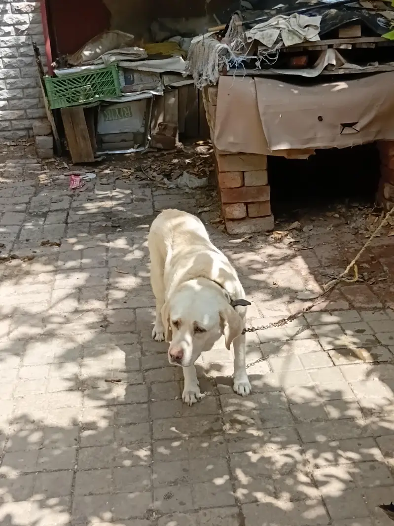 Healthy Canadian Labrador Dog for Sale — photo 2