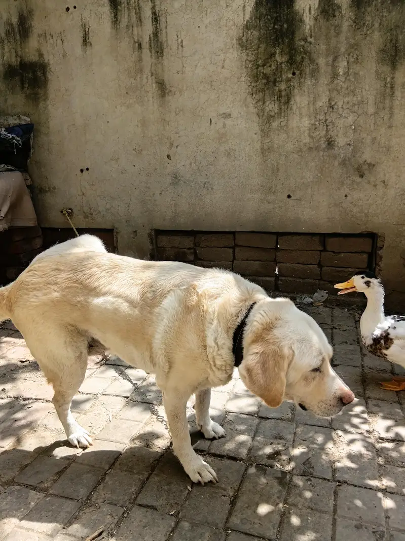 Healthy Canadian Labrador Dog for Sale — photo 3