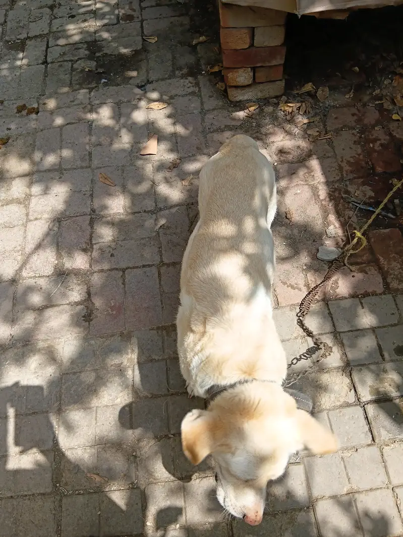 Healthy Canadian Labrador Dog for Sale — photo 4