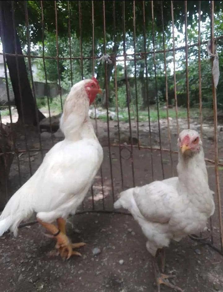 Heera Pair 0
