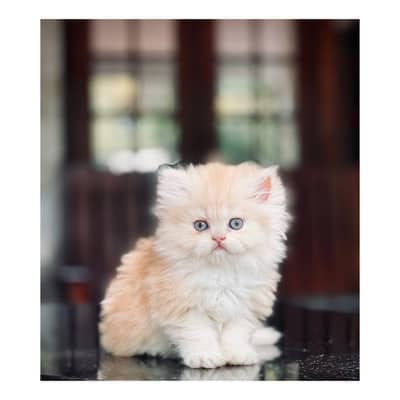 cash on delivery available Persian punch face cat kitten