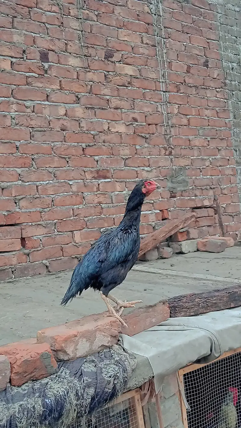 mianwali aseel male and female available — photo 2