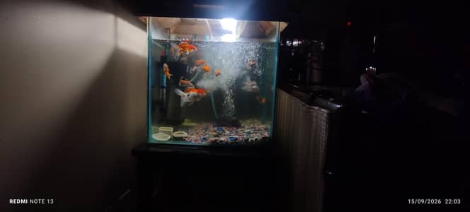 aquarium for sale with complete setup with fishes