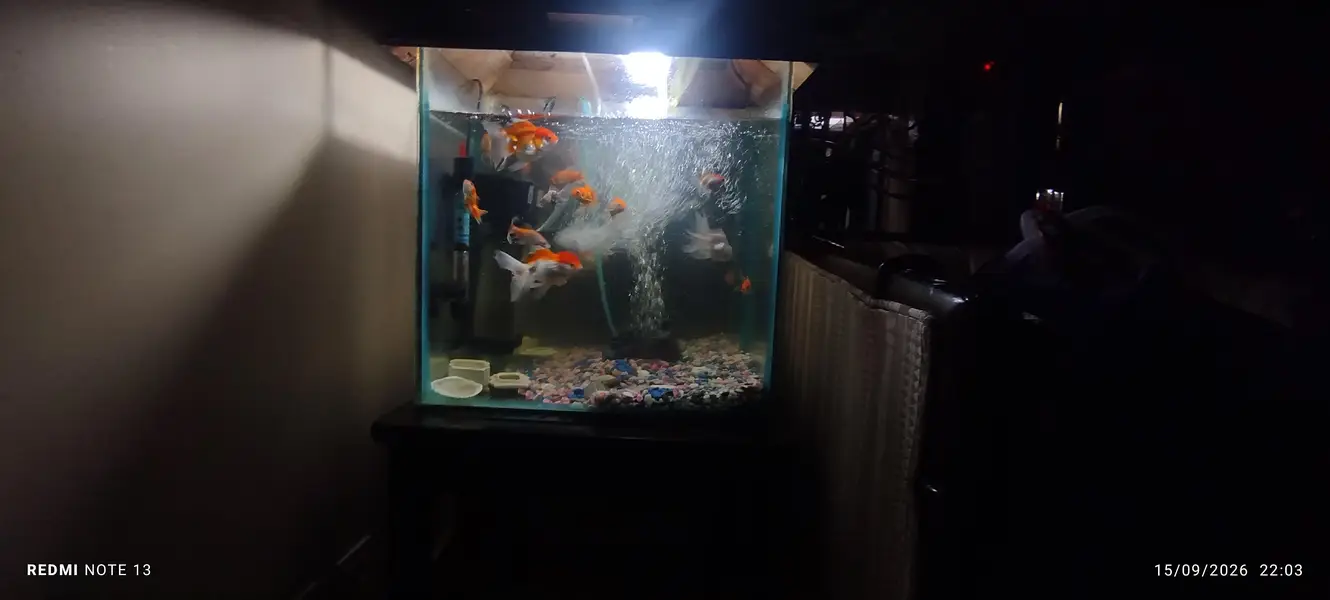 aquarium for sale with complete setup with fishes