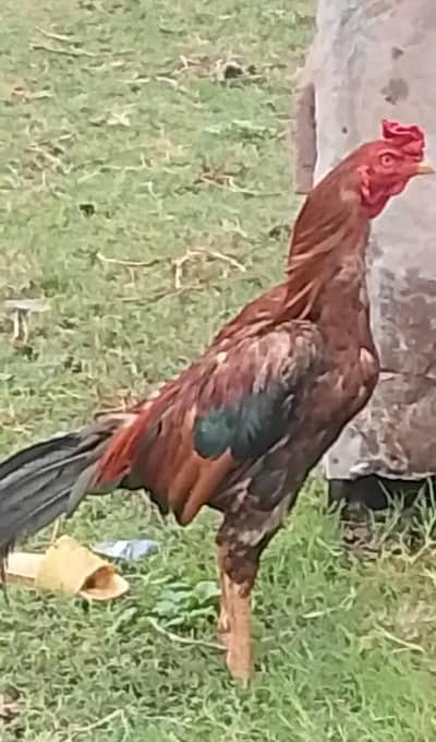 for sale