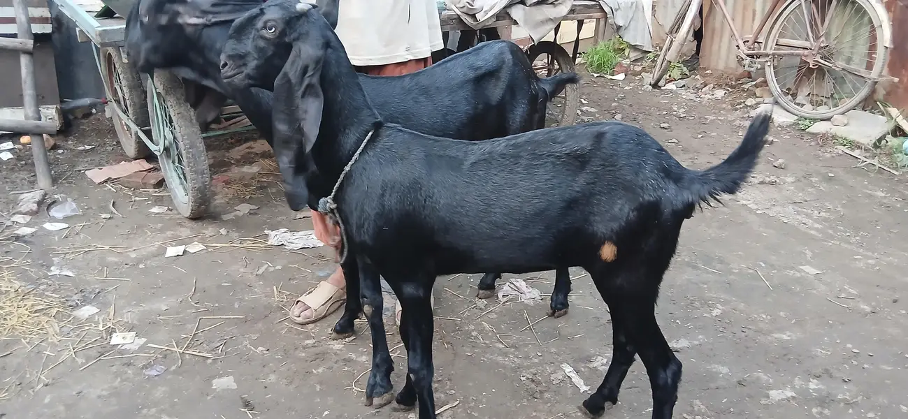 betel baki and bakra for sal ghr k h 2 dant — photo 2