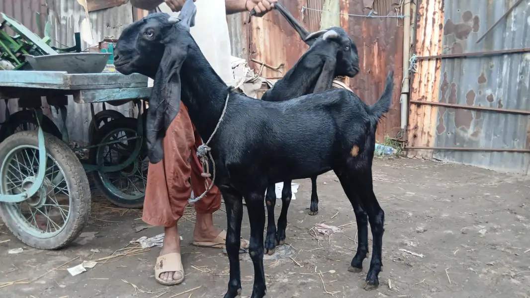 betel baki and bakra for sal ghr k h 2 dant — photo 3