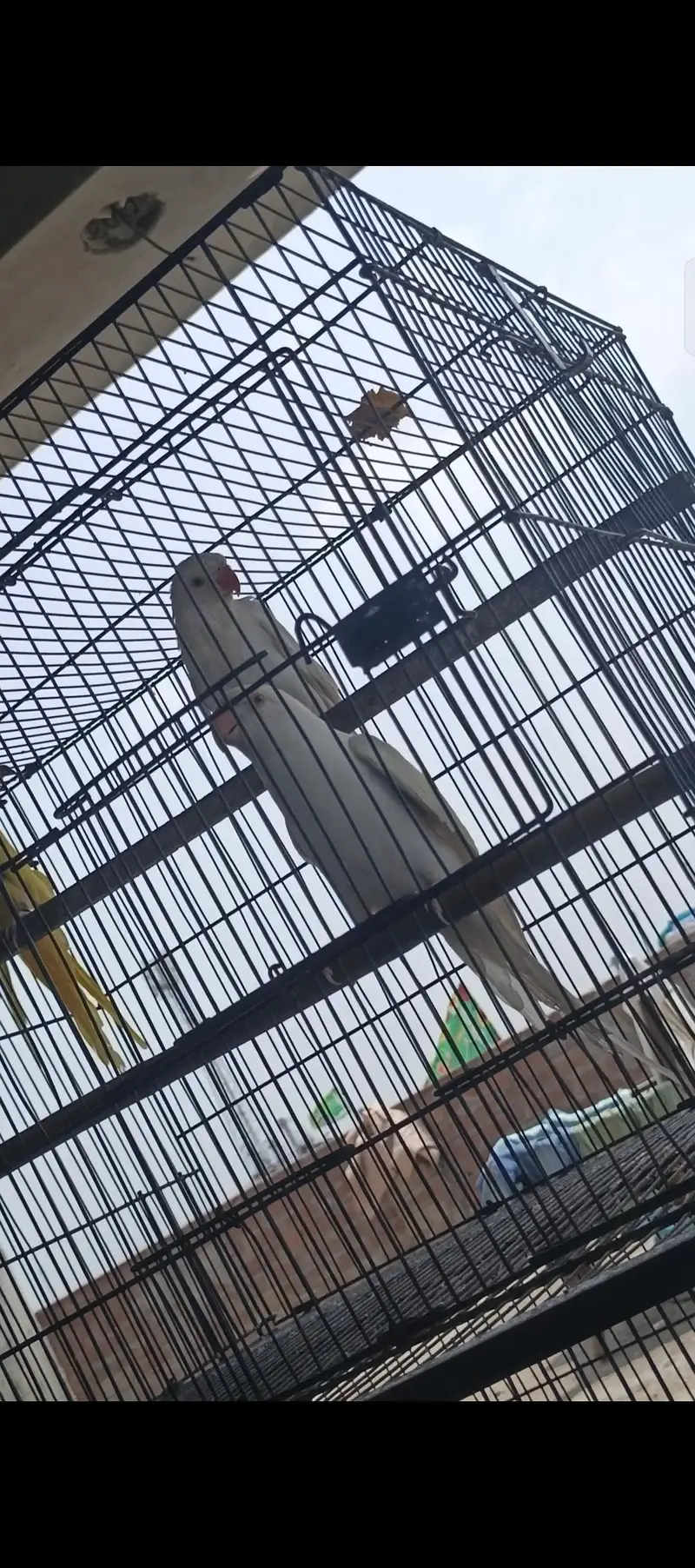 weight ring nack ready to breed healthy and activitie — photo 2