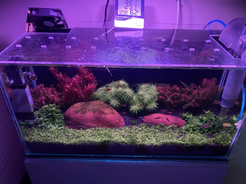 Complete planted aquarium setup — photo 6
