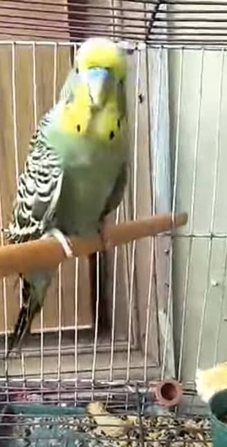 Healthy and active king budgie male
