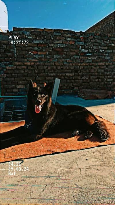 Black German Shepherd