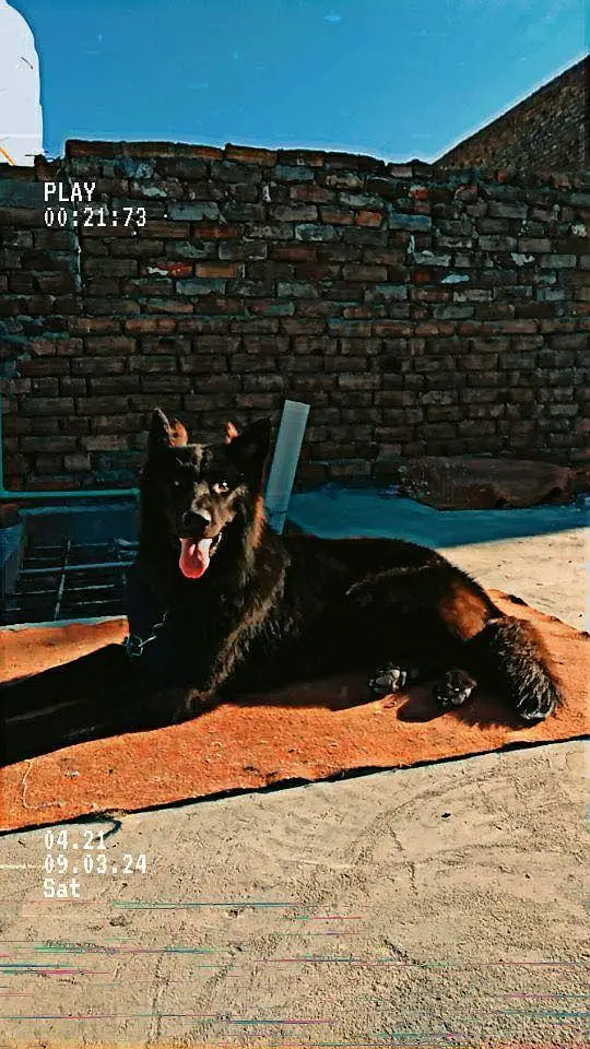 Black German Shepherd