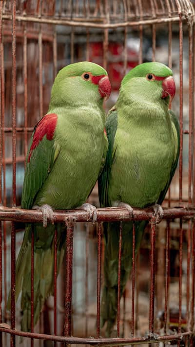 Very beautiful pair