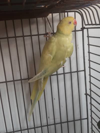Yellow Butter Female | 3 Years | Breeding Ready | Good Whistling