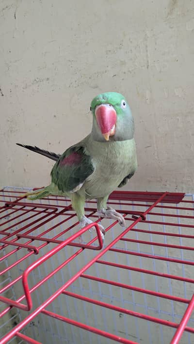 pahari female taking and tamed 0 bite