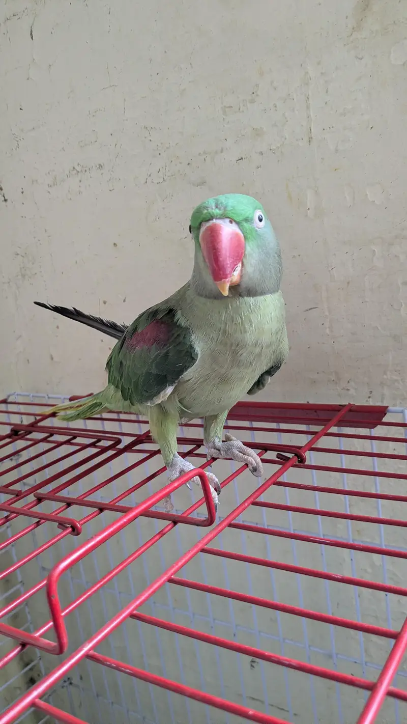 pahari female taking and tamed 0 bite