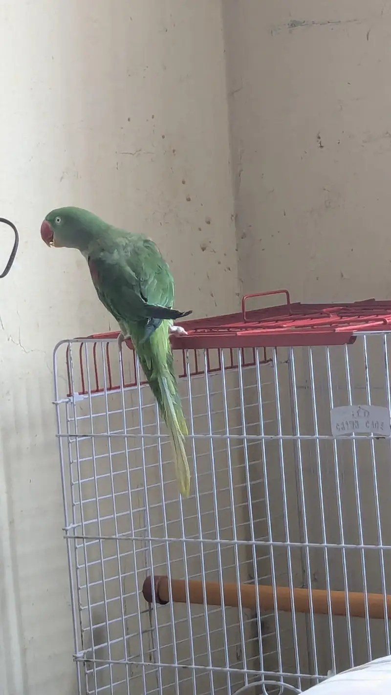 pahari female taking and tamed 0 bite — photo 2