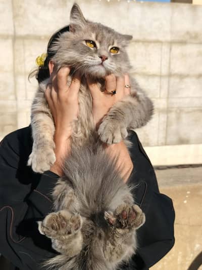 18 Months Male Persian Cat for Sale | Healthy & Active | Karachi