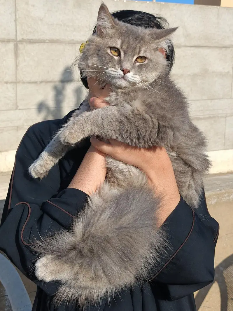 18 Months Male Persian Cat for Sale | Healthy & Active | Karachi — photo 2