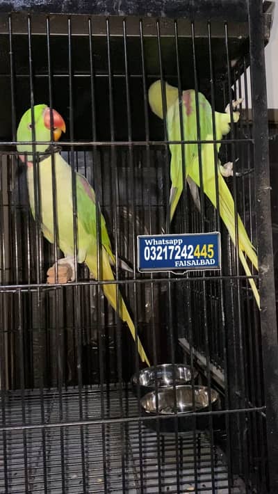 Raw breeder pair
