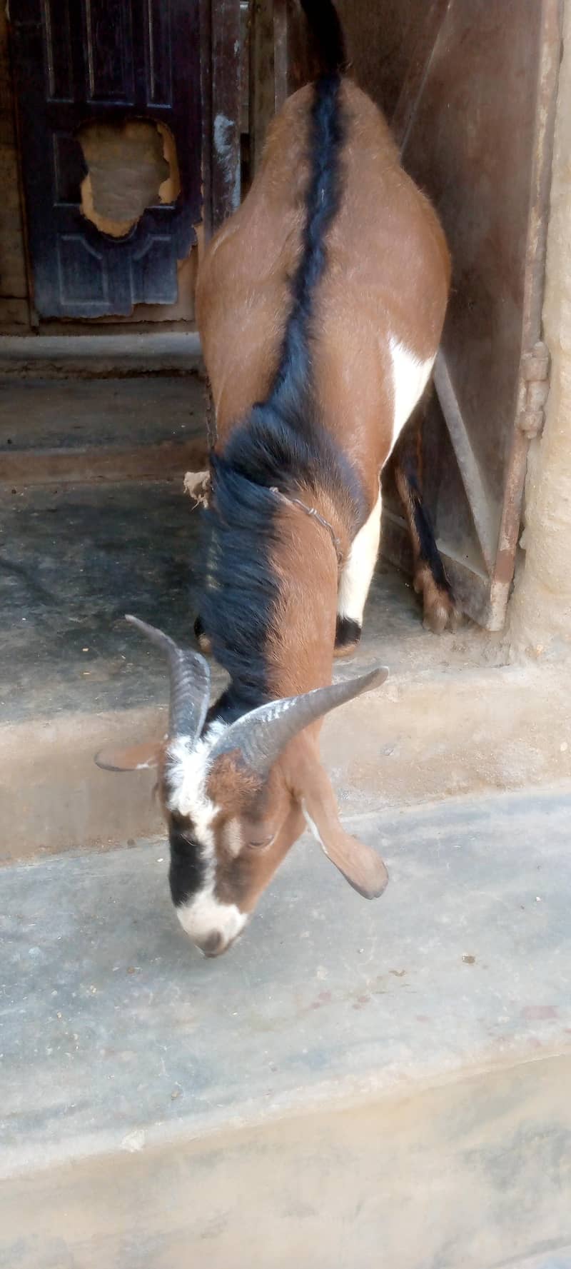 bakra 2 dat 0