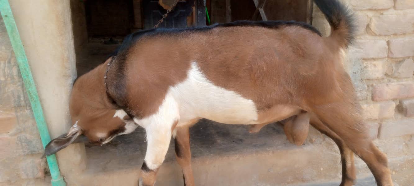 bakra 2 dat 1