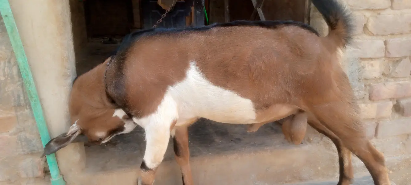 bakra 2 dat — photo 2