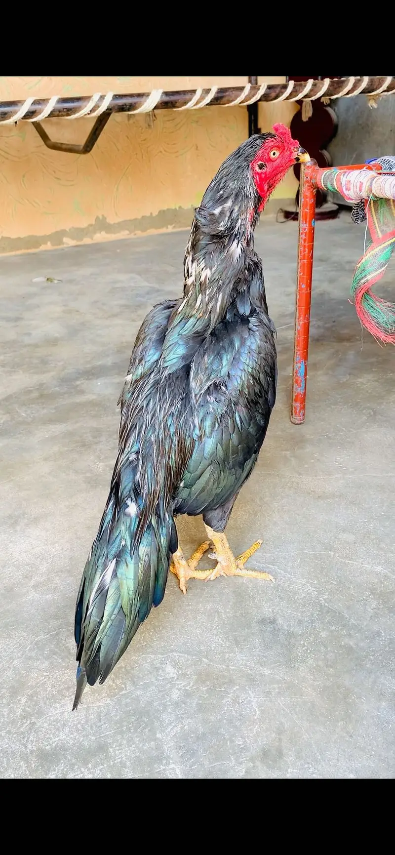 Ak number lassani bird ha time pass walay rabta na karay jazzakallah 