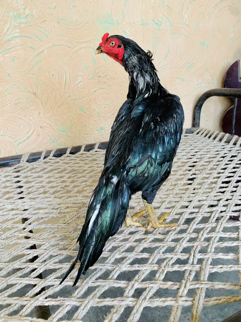 Ak number lassani bird ha time pass walay rabta na karay jazzakallah  — photo 2
