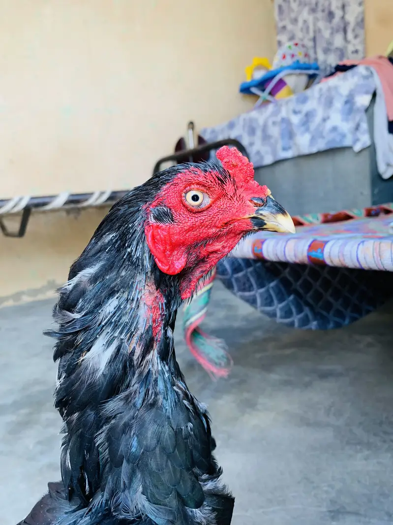 Ak number lassani bird ha time pass walay rabta na karay jazzakallah  — photo 3