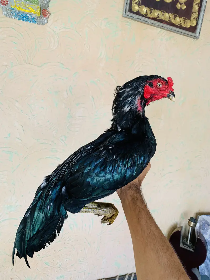 Ak number lassani bird ha time pass walay rabta na karay jazzakallah  — photo 4