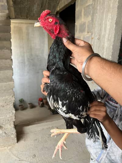 Aseel lasani male for sale 03103759121 whatsapp number