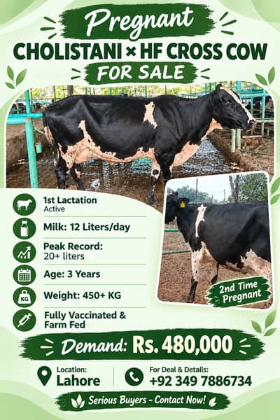 Cow | Bchri | Australian Cow | Australian Milking Cow | Cow For Sale
