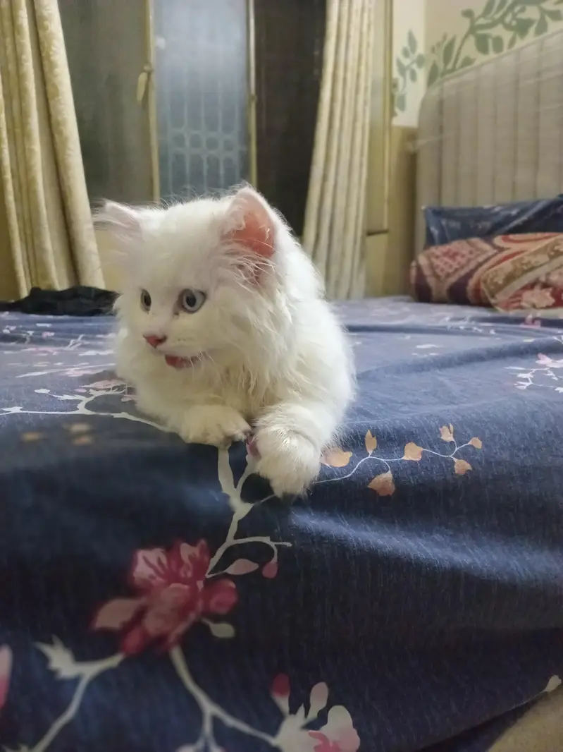 6 weeks Persian male kitten. .
