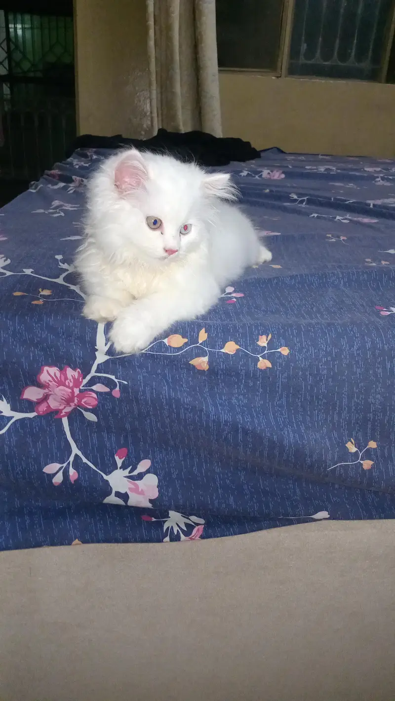 6 weeks Persian male kitten. . — photo 2