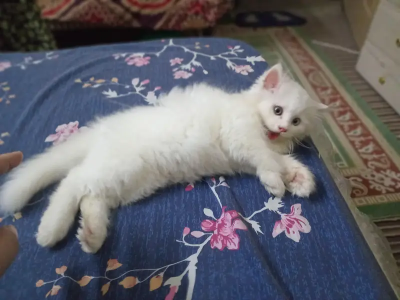 6 weeks Persian male kitten. . — photo 3