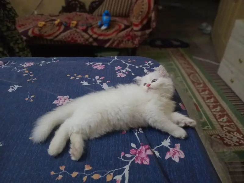 6 weeks Persian male kitten. . — photo 4