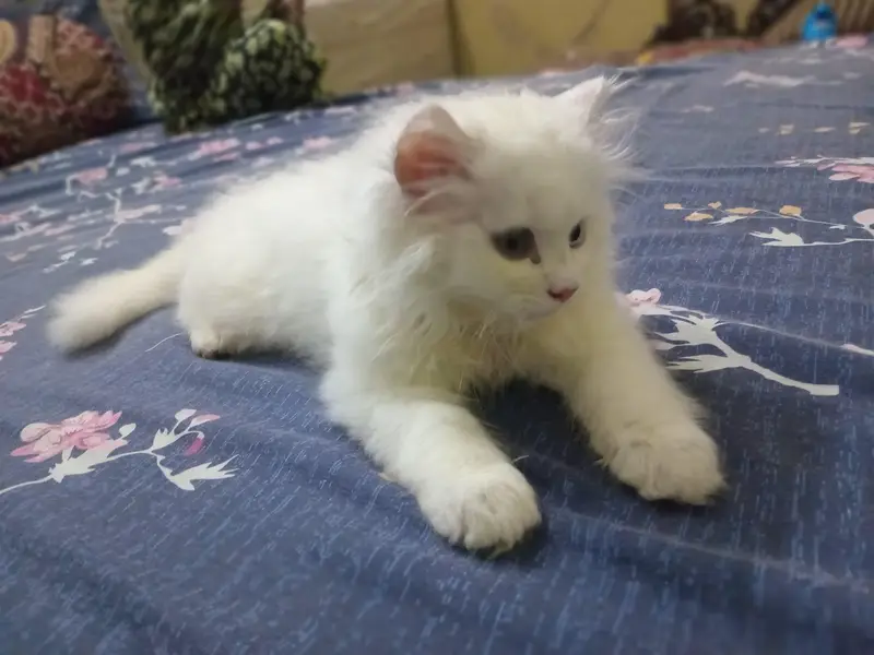 6 weeks Persian male kitten. . — photo 5