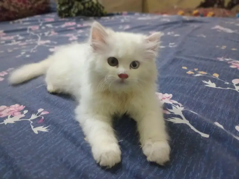 6 weeks Persian male kitten. . — photo 6
