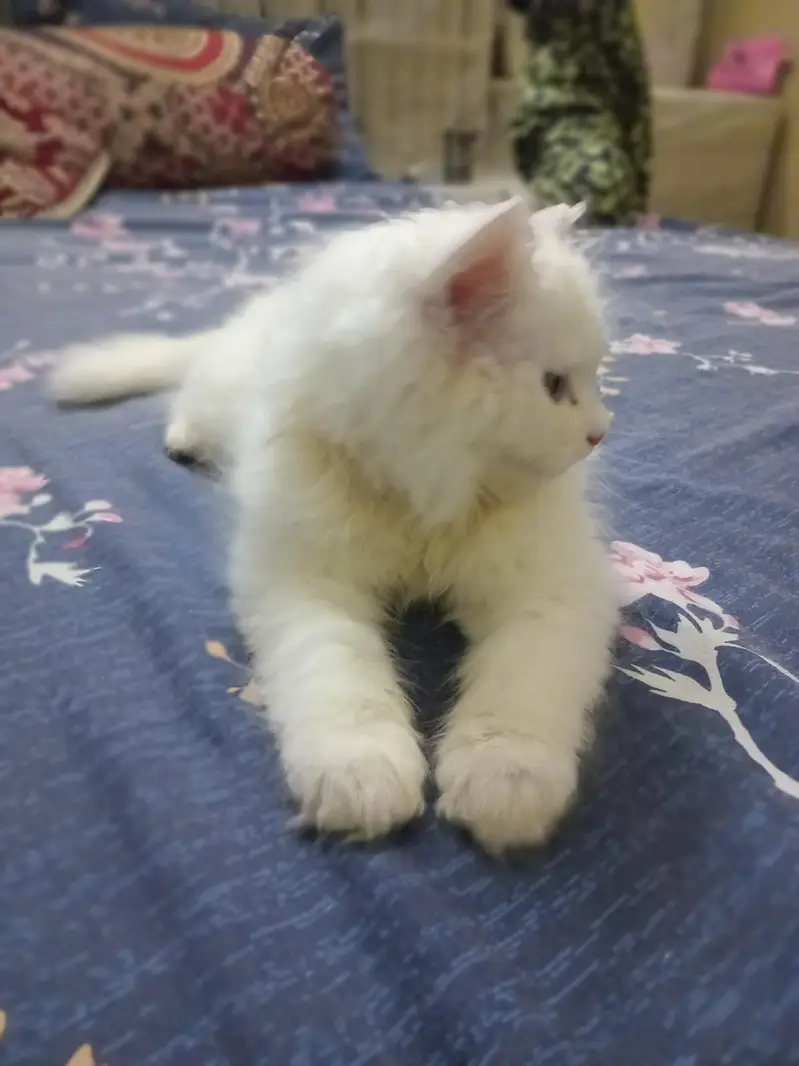 6 weeks Persian male kitten. . — photo 7