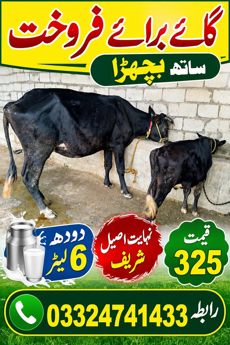 رابط نمبر 03324741433