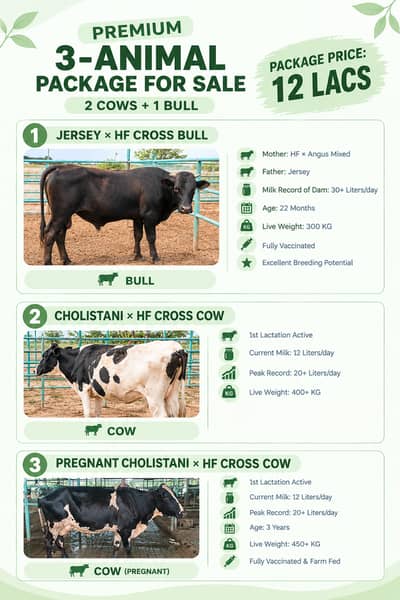 3 Janwar | Milking Cow |Pregnant Cow |Australian Bull and friesian cow