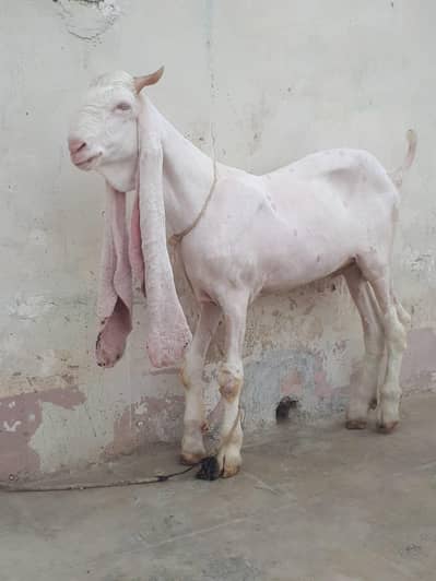 Gulabi Bakra