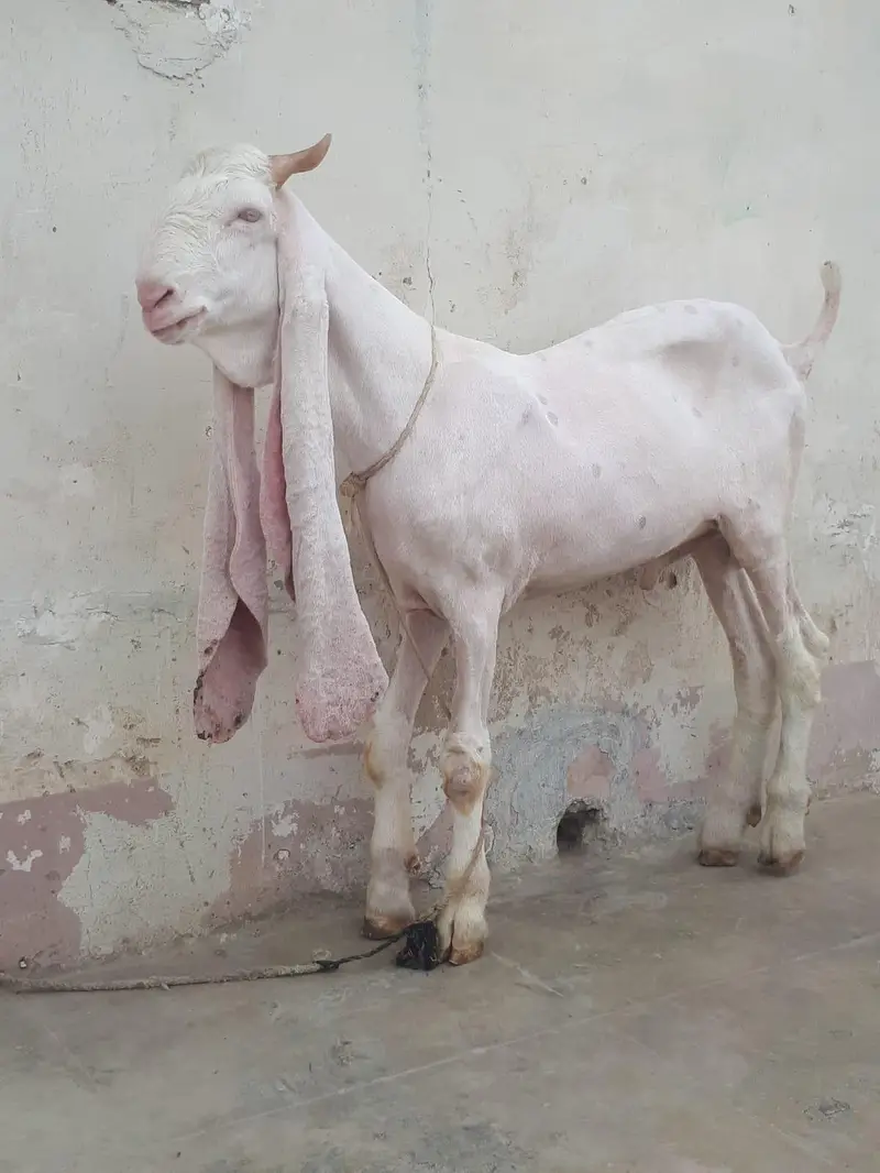 Gulabi Bakra Kassi