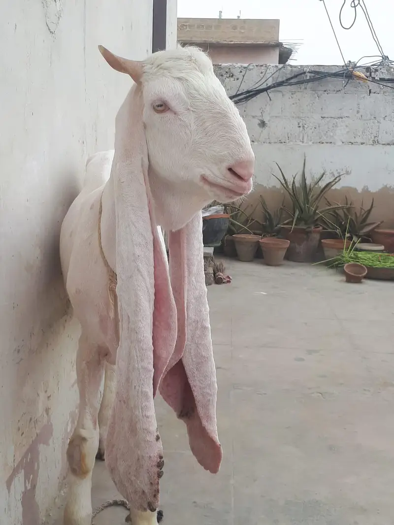 Gulabi Bakra Kassi — photo 2